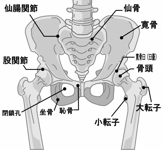 骨盤、股関節のイラスト